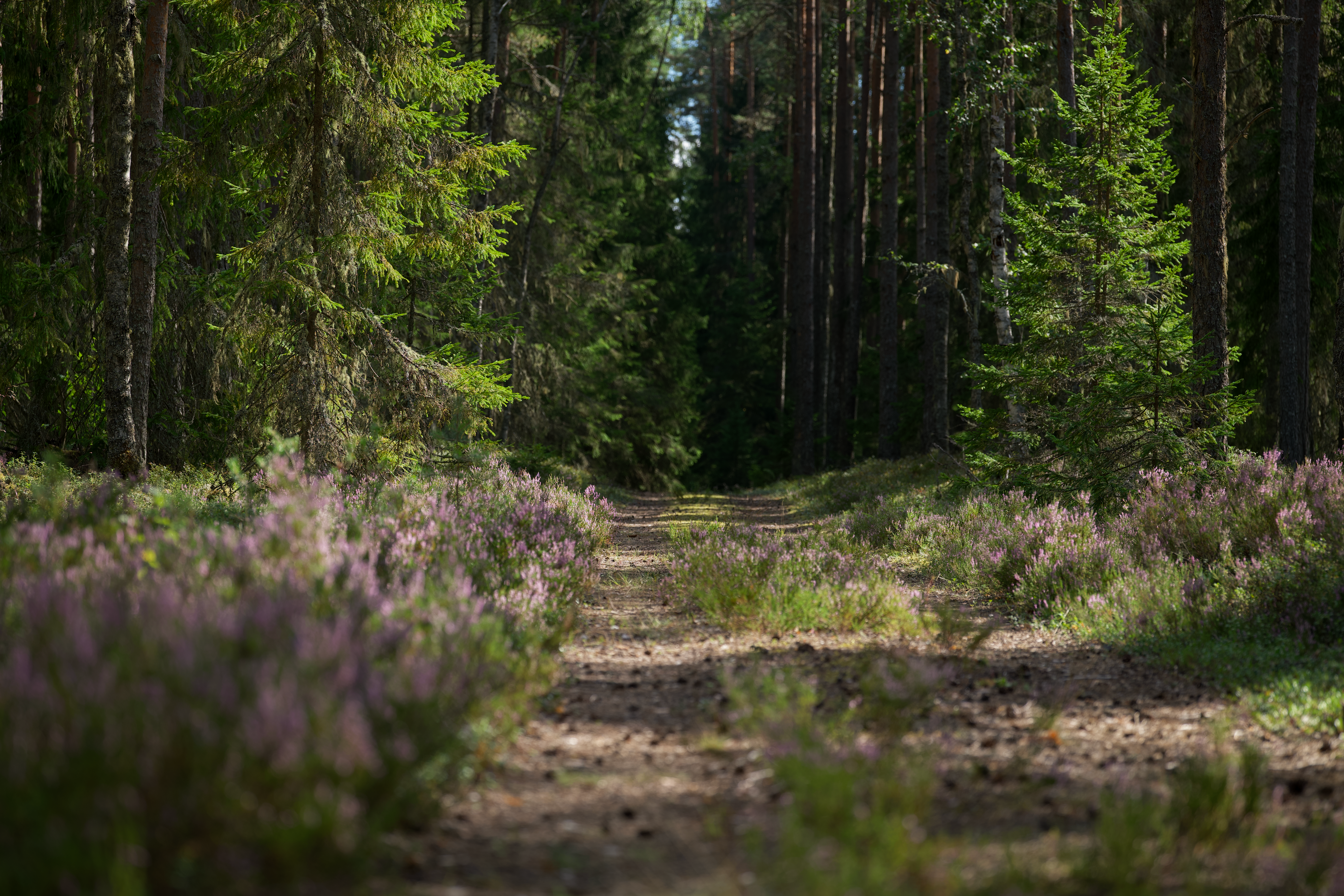 Discover the serenity of a forest trail with tall trees and vibrant green foliage.