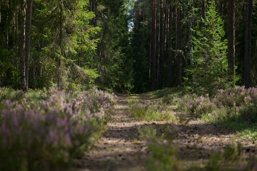 ağaçlar, Estonya, iz içeren Ücretsiz stok fotoğraf