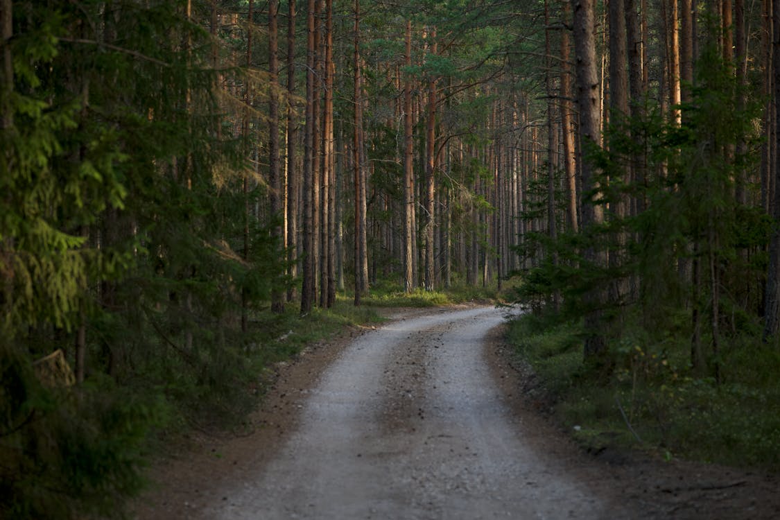 Dirt Road in Forest