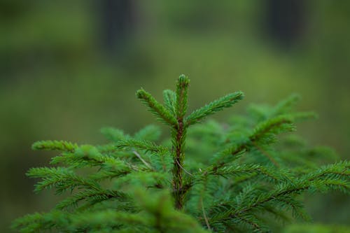 Green Spruce Tip