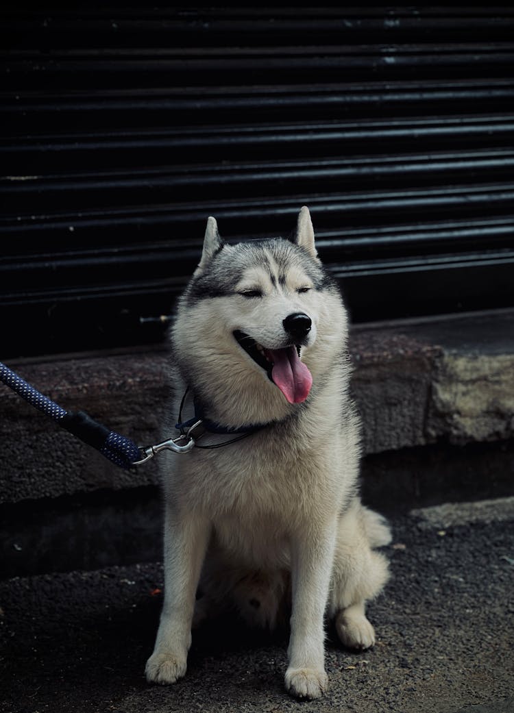 Close Up Of Husky On Leash