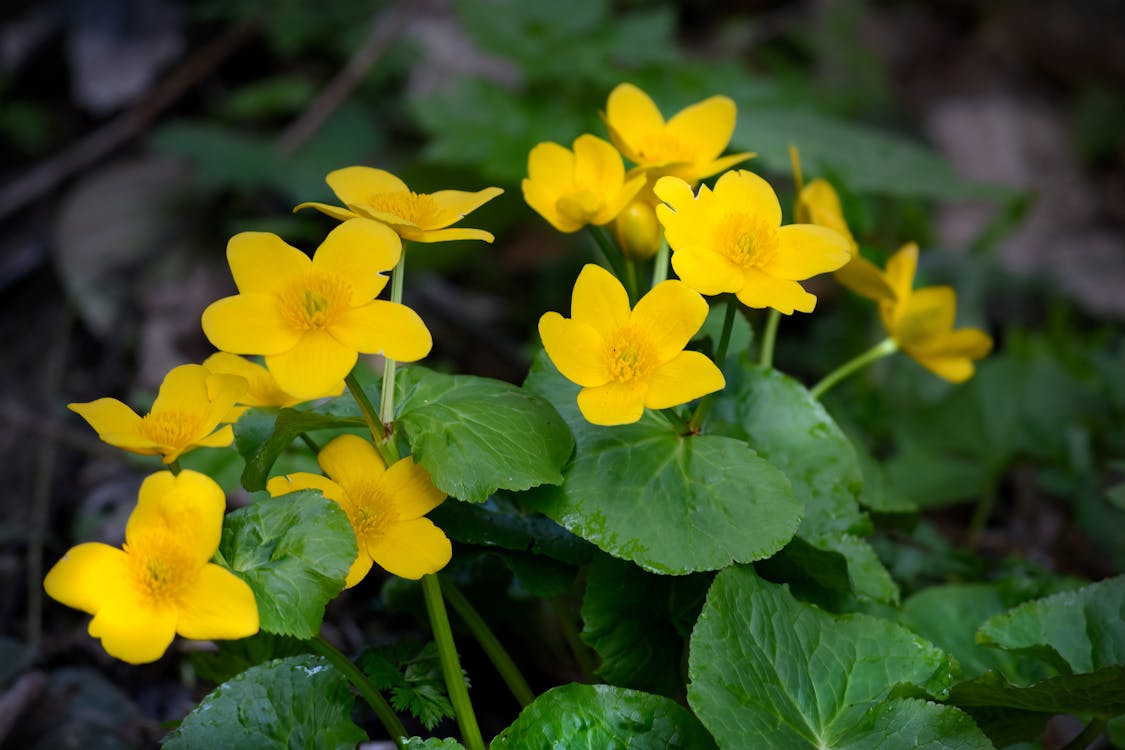 Blooming yellow marigolds