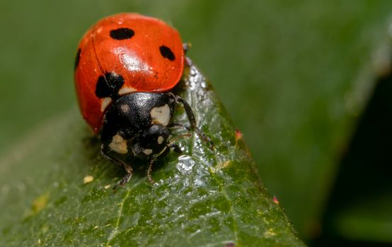 beetle
