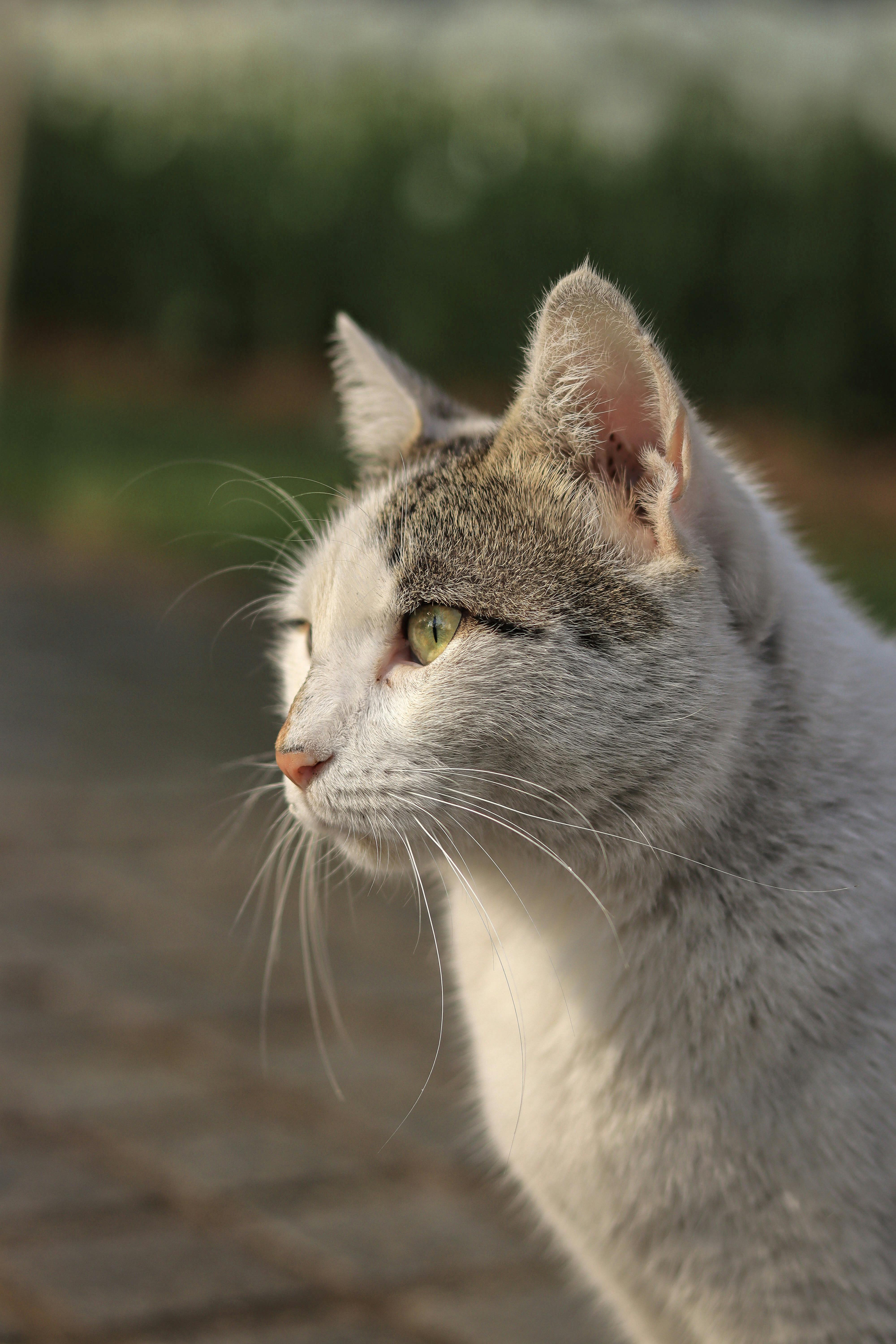 Gray and White Cat · Free Stock Photo