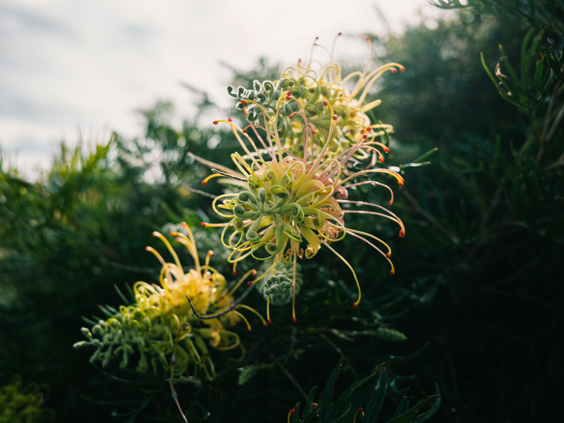 A detailed shot of a Grevillea spider flower blooming in a lush garden setting.