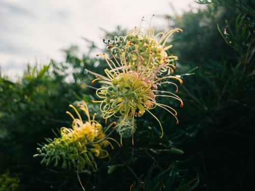 Free A detailed shot of a Grevillea spider flower blooming in a lush garden setting. Stock Photo