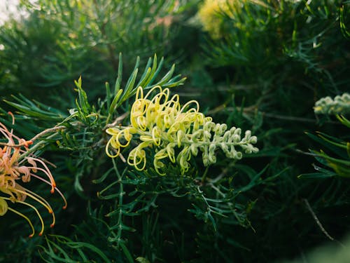 Безкоштовне стокове фото на тему «grevillea, ботаніка, вічнозелений»