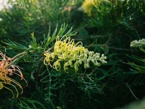 Free Vibrant close-up of a grevillea plant showcasing colorful spider-like flowers. Stock Photo