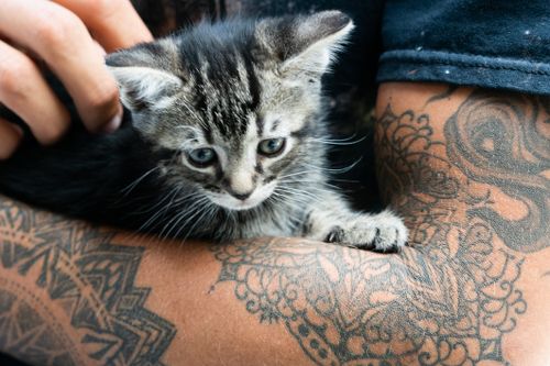 Free Grey kitten cradled in tattooed arms, showcasing contrast of innocence and art. Stock Photo