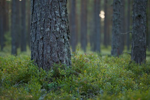 Brown Bark on Trees in Forest