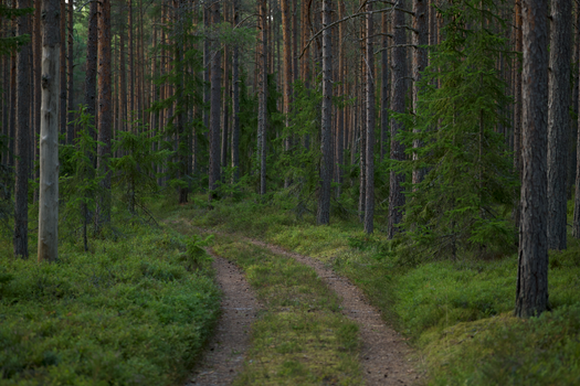 Forest road 