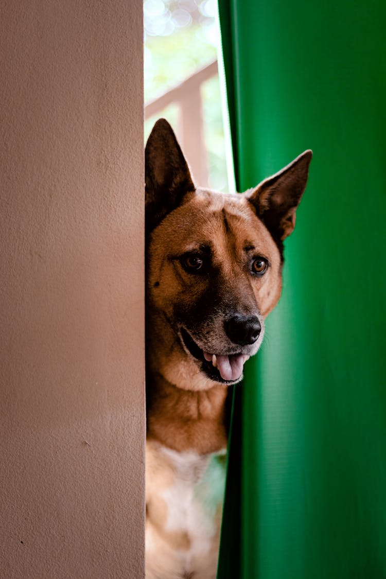 Dog Peeking From Behind The Curtain