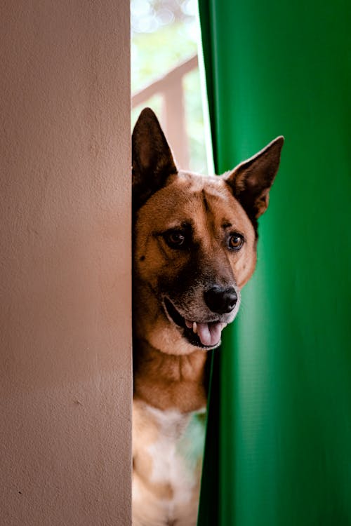 peeking dog