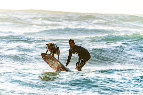 冲浪者和他的狗在冲浪板上