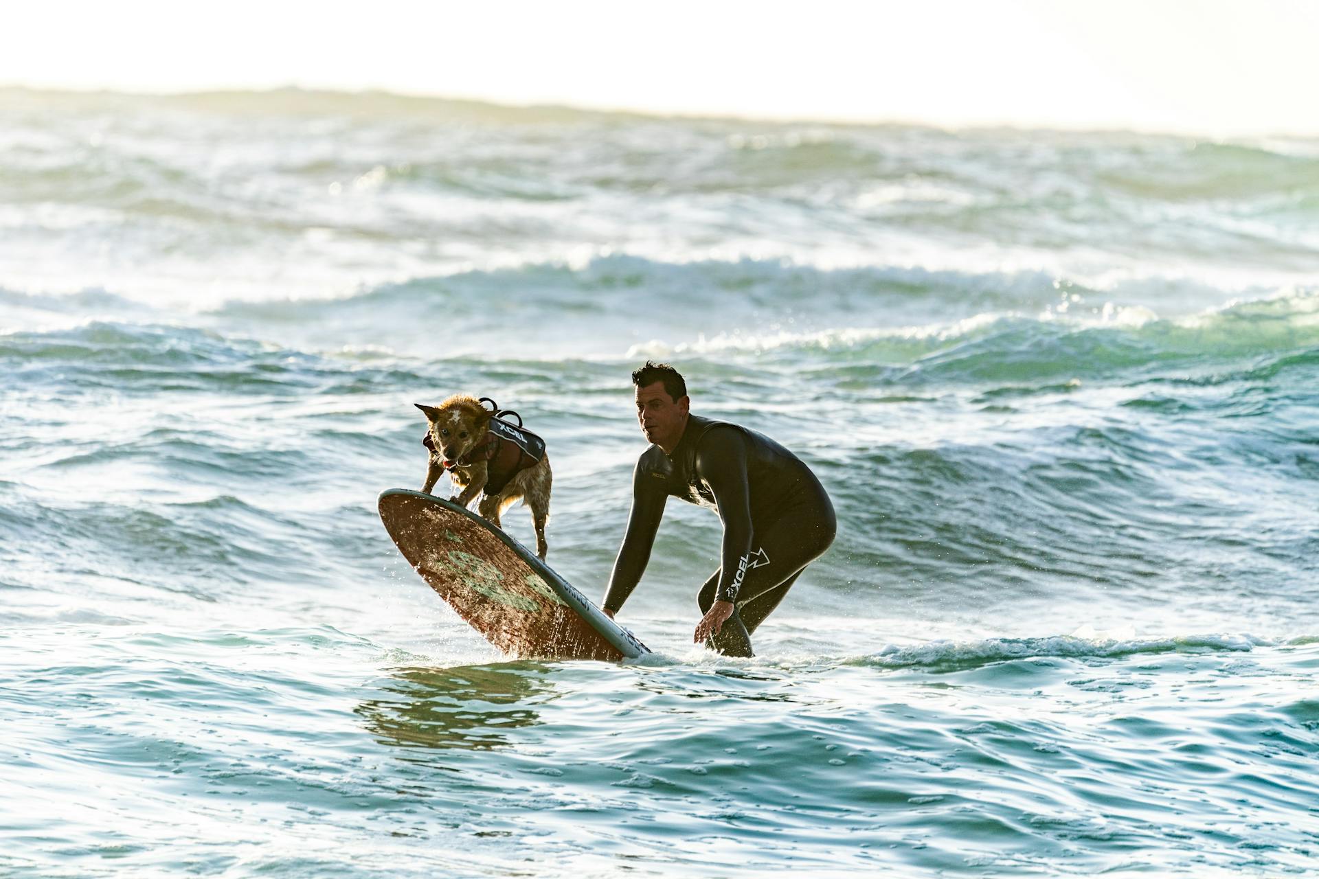 Een surfer en zijn hond op een surfplank