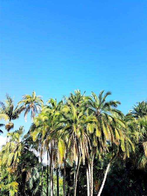 Palm Trees during Day