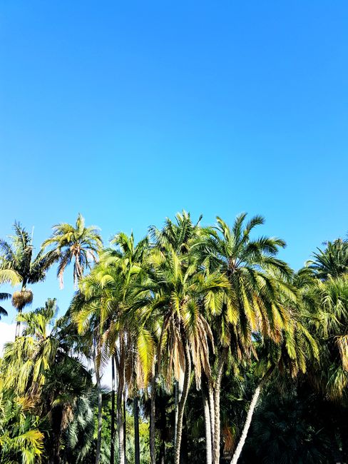 Lush palm trees under a vibrant blue sky in Sydney, capturing a serene tropical atmosphere.