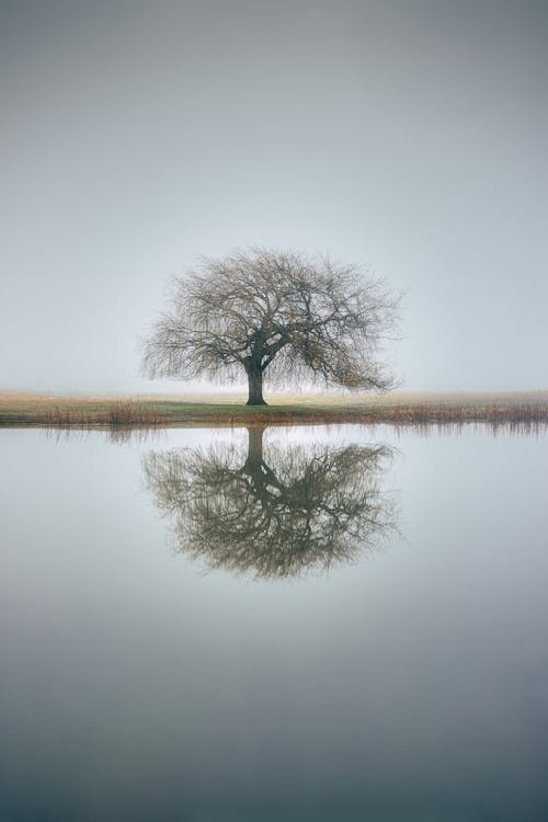 A Leafless Tree Reflecting in Still Water 