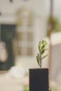 一幅微距图像中，一棵小植物在柔和的虚化背景下，于室内生长