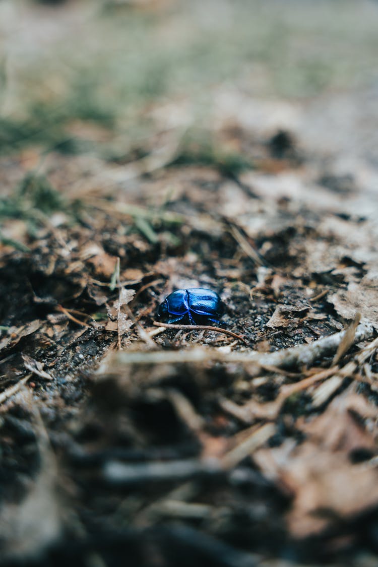 Close-up Of Beetle In Ground