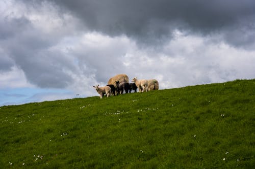 吃草, 家畜, 山丘 的 免費圖庫相片