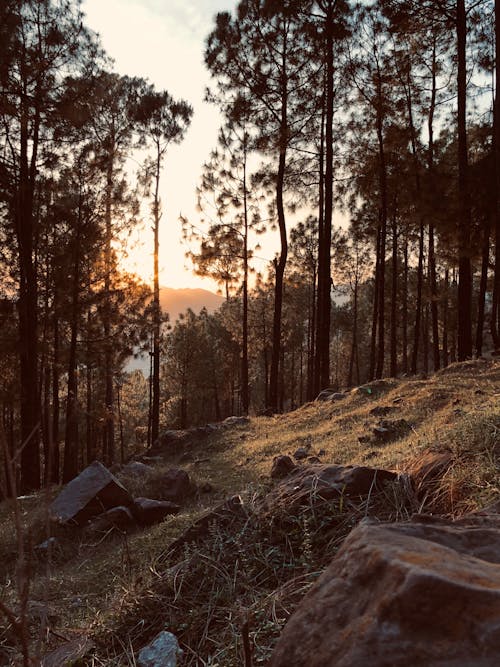 Fotos de stock gratuitas de arboles, bosque, césped