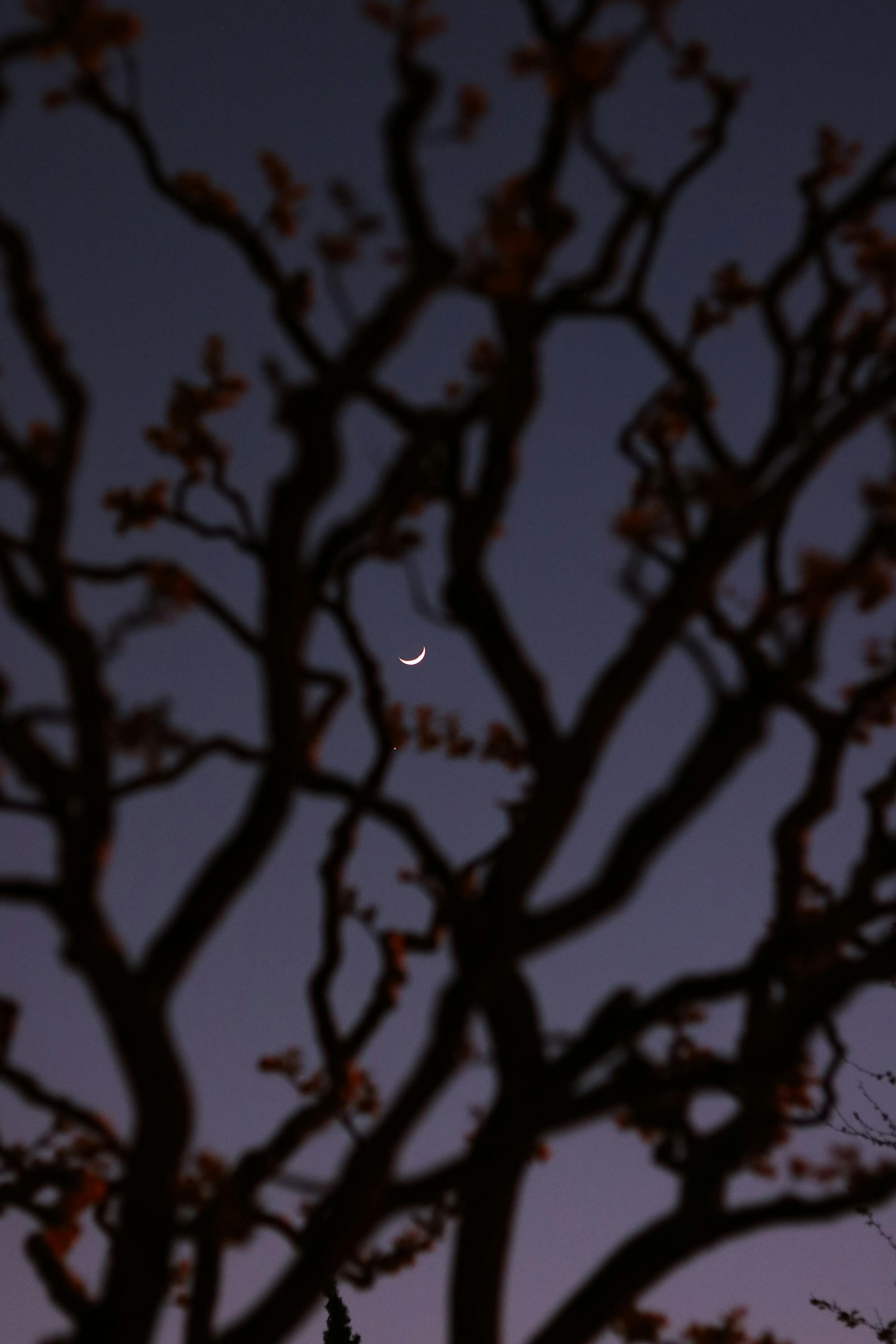 A crescent moon viewed through silhouetted tree branches against a dark night sky.