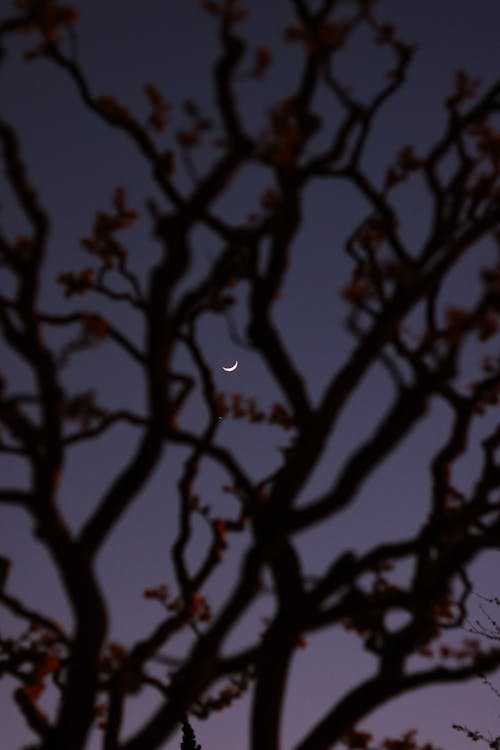 Fotobanka s bezplatnými fotkami na tému bosý, mesiac, nízky uhol