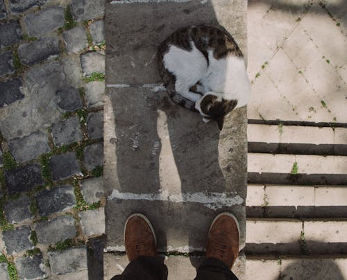 Fotobanka s bezplatnými fotkami na tému dno, domáce zviera, domáci