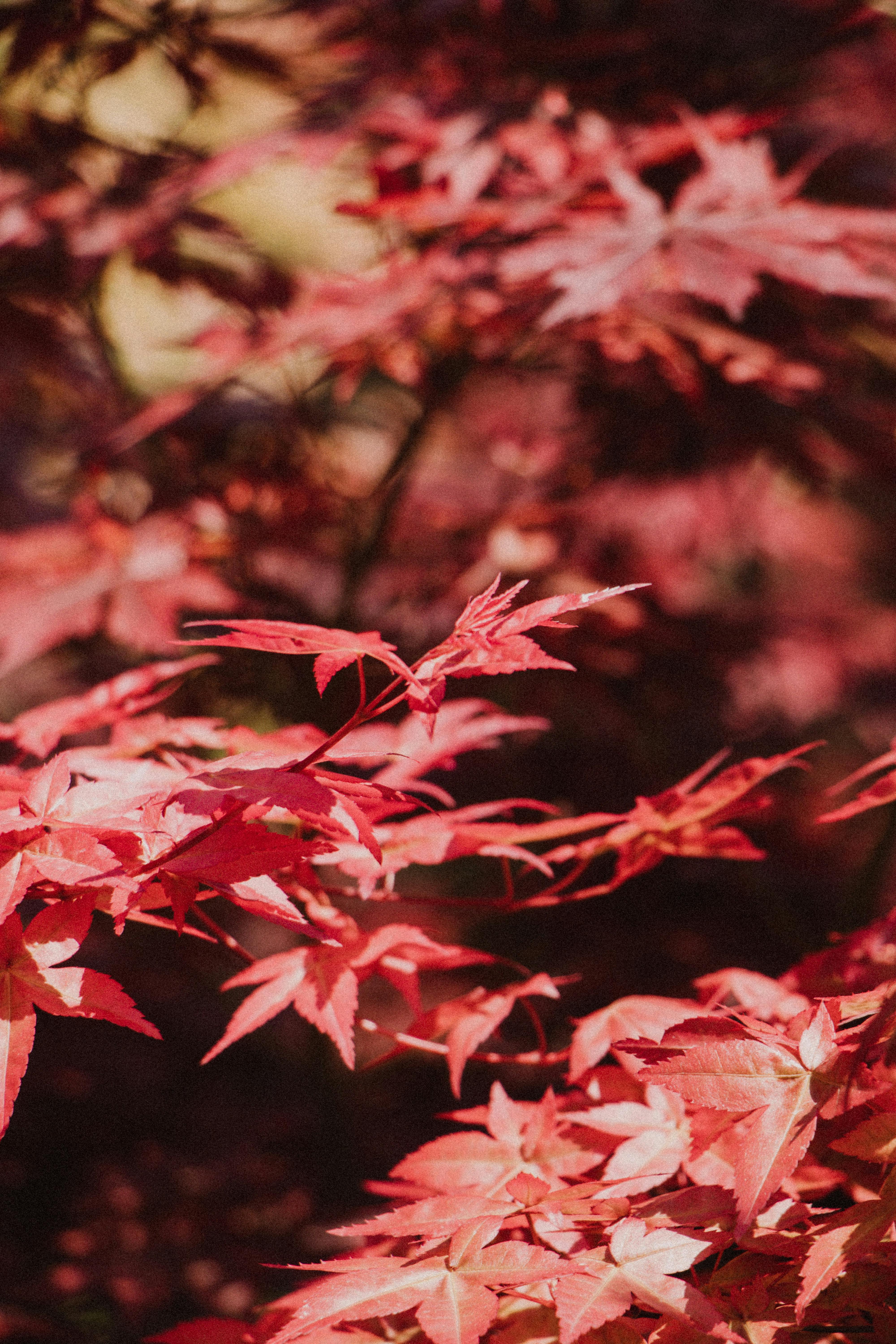 Red Maple Leaves Wallpaper - iPhone, Android & Desktop Backgrounds