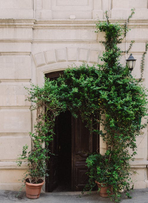 Plants around Door in Building