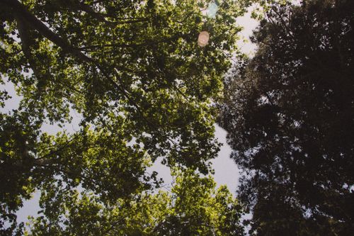 Free Looking up through a tranquil forest canopy with bright green treetops against the sky. Stock Photo