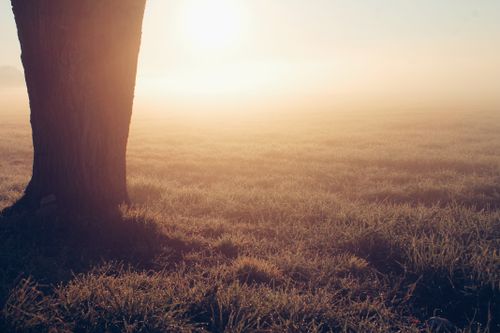 Free Serene sunrise over a misty countryside field with dewy grass and a solitary tree. Stock Photo