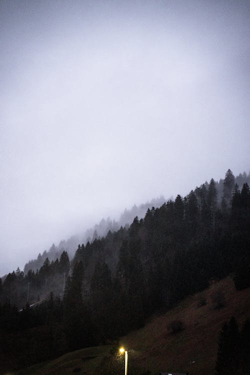 Ingyenes stockfotó erdő, felhős, hó témában