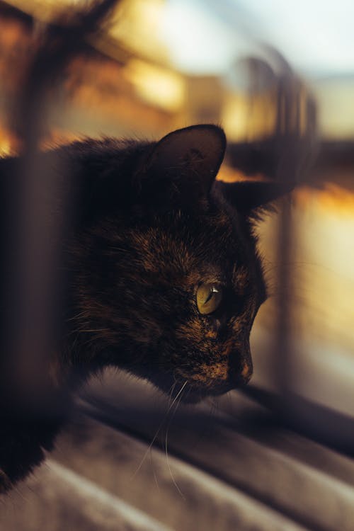 Kostenloses Stock Foto zu haustier, kätzchen, katze