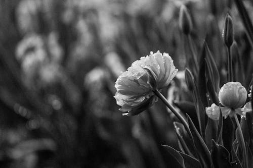 Fotos de stock gratuitas de blanco y negro, campo, flora