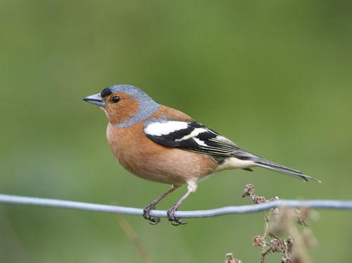 Free Close-up of a chaffinch perched on wire with green blurred background. Stock Photo