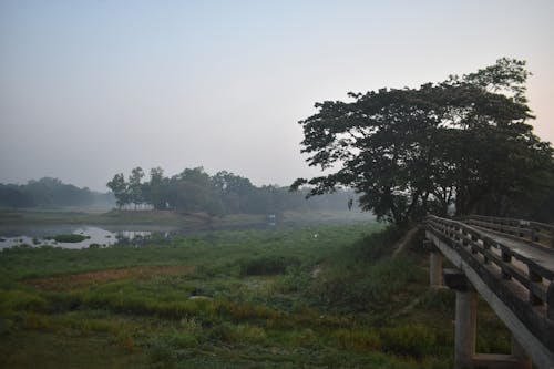 Foto stok gratis alam, jembatan, kabut