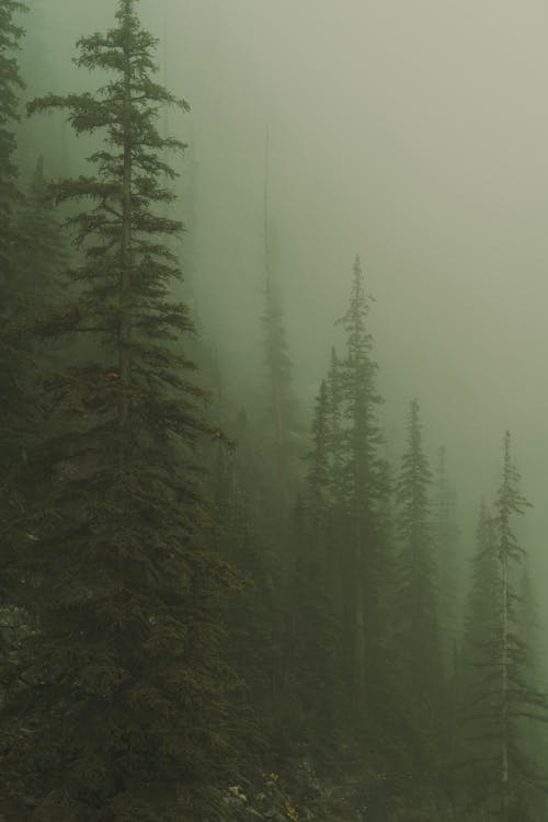 Fog over Evergreen Forest