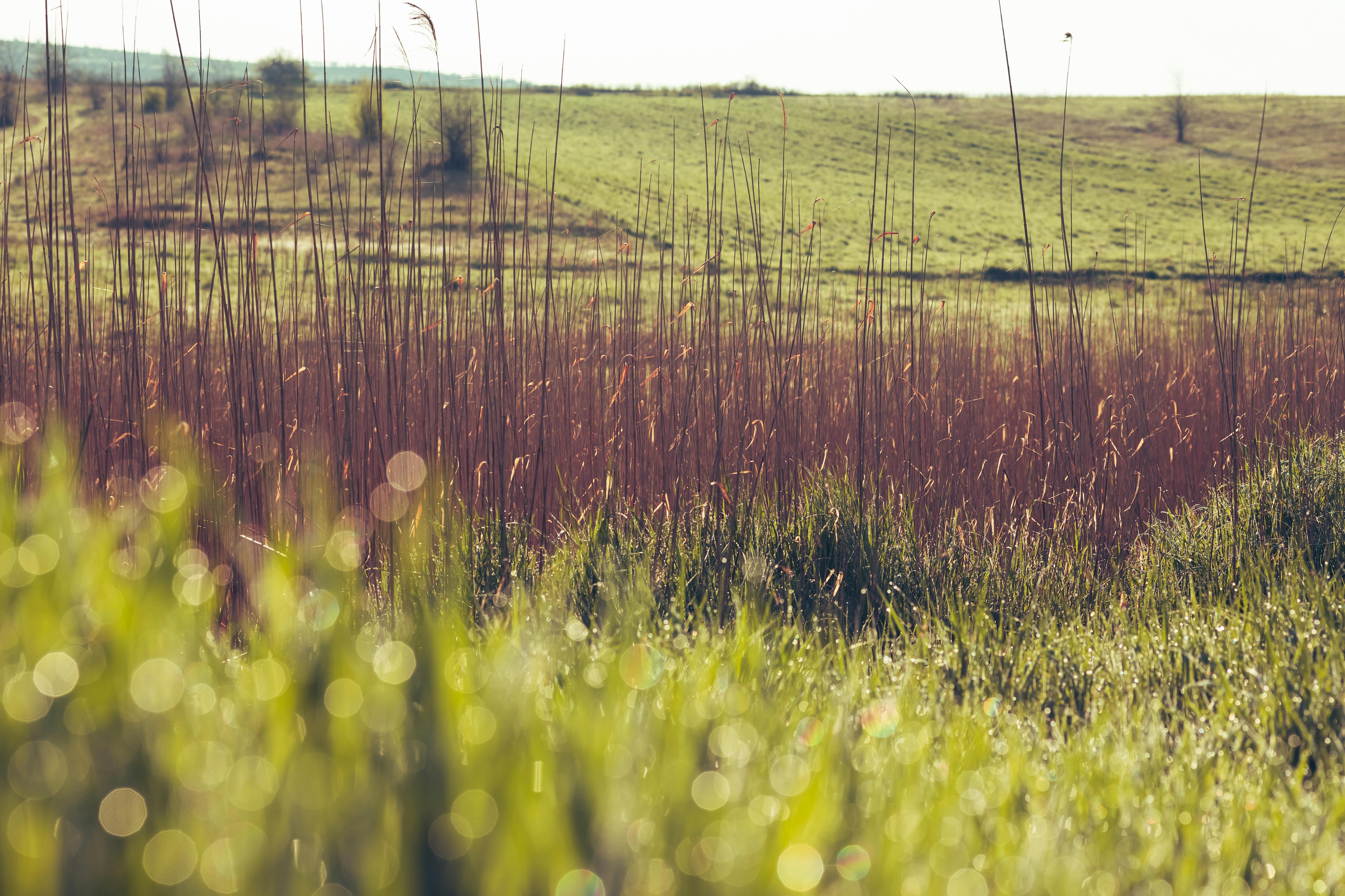 an atmospheric morning on the plain in the open air