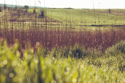 Serene countryside scene in Moldova with fields and sunlight reflecting on grasses.