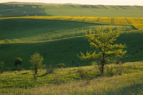 Free Beautiful rural landscape with rolling hills and vibrant green fields at sunset. Stock Photo
