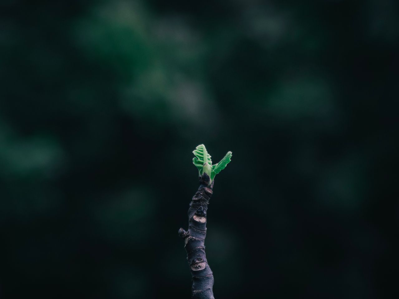 a striking image capturing a fresh leaf emerging from a branch against