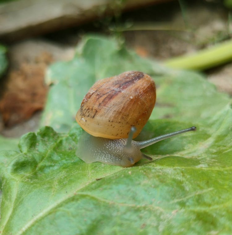 Snail On Leaf