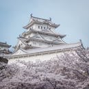 春天樱花环绕的姬寺城堡景色壮丽