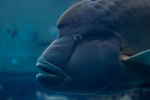 Detailed close-up of a Napoleon Wrasse swimming underwater in a vibrant blue sea.