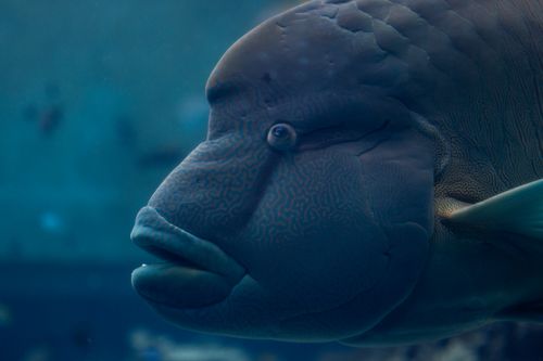 Cap Est Reef