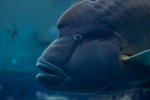grátis Foto profissional grátis de animal, embaixo da água, fechar-se Foto profissional