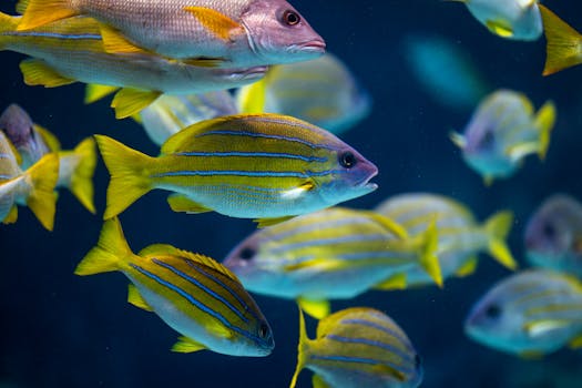 Équipements de Piscine
