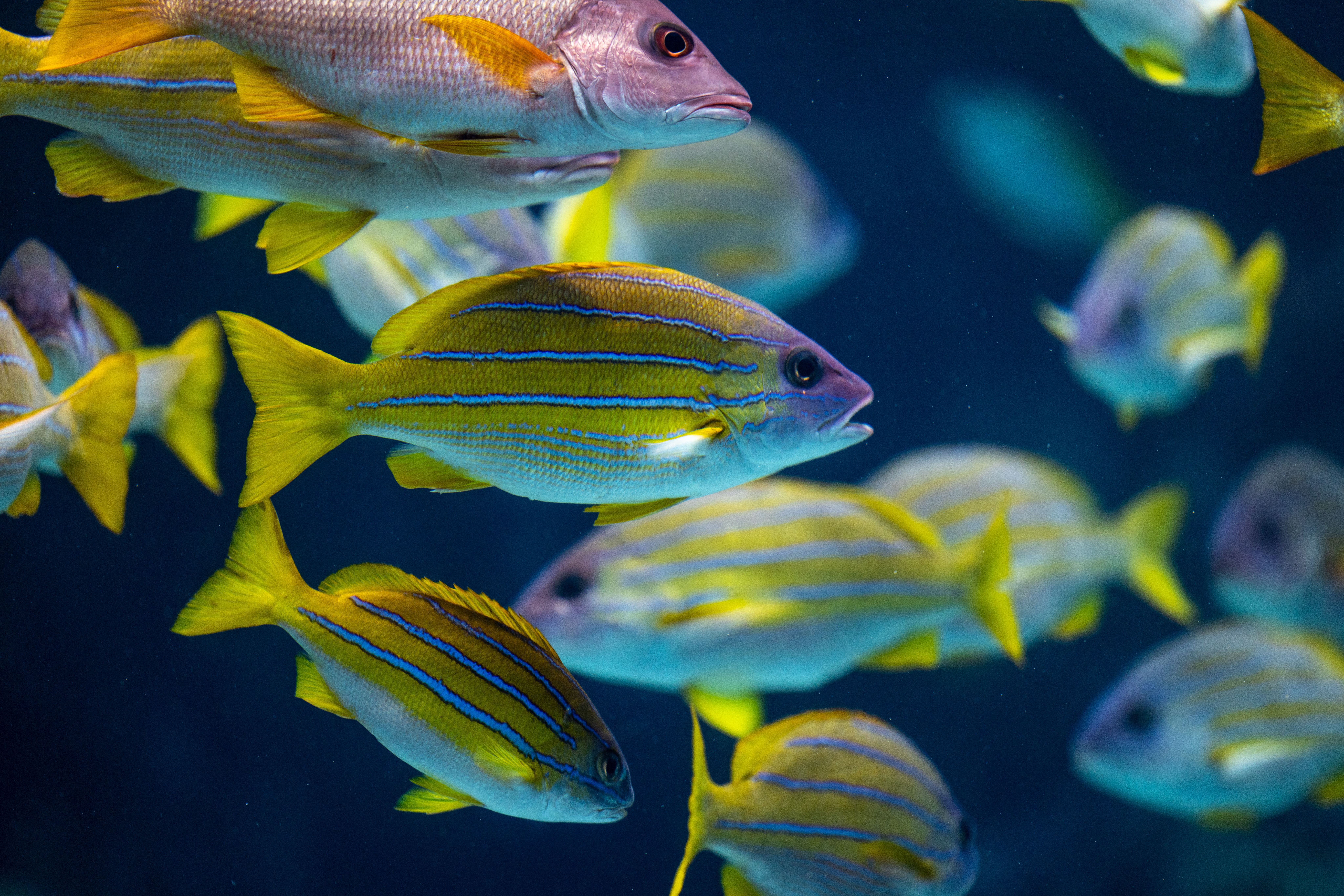 Fish in Nature · Free Stock Photo